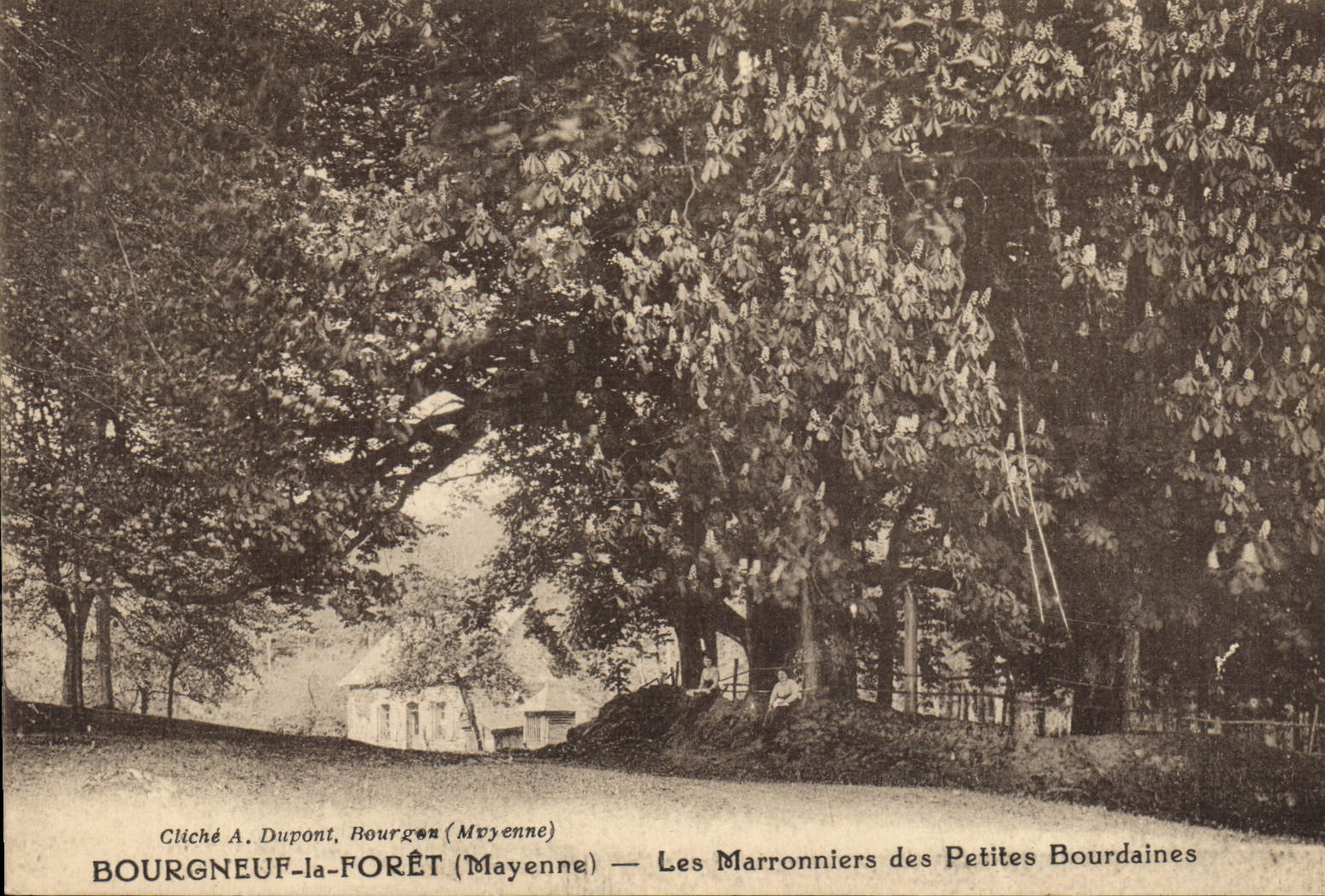 CPA Arbre Bourgneuf la Foret Mayenne Les marronniers des Petites Bourdaines