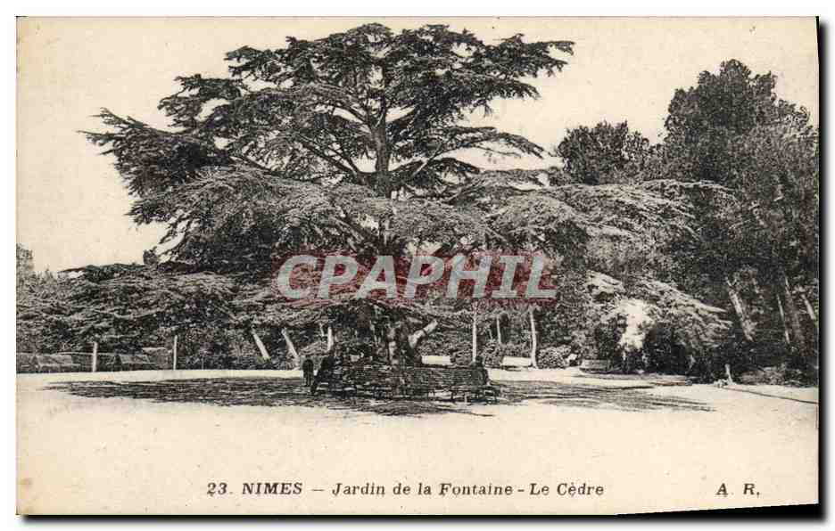 CPA Arbre Nimes Jardin de la Fontaine Le cedre