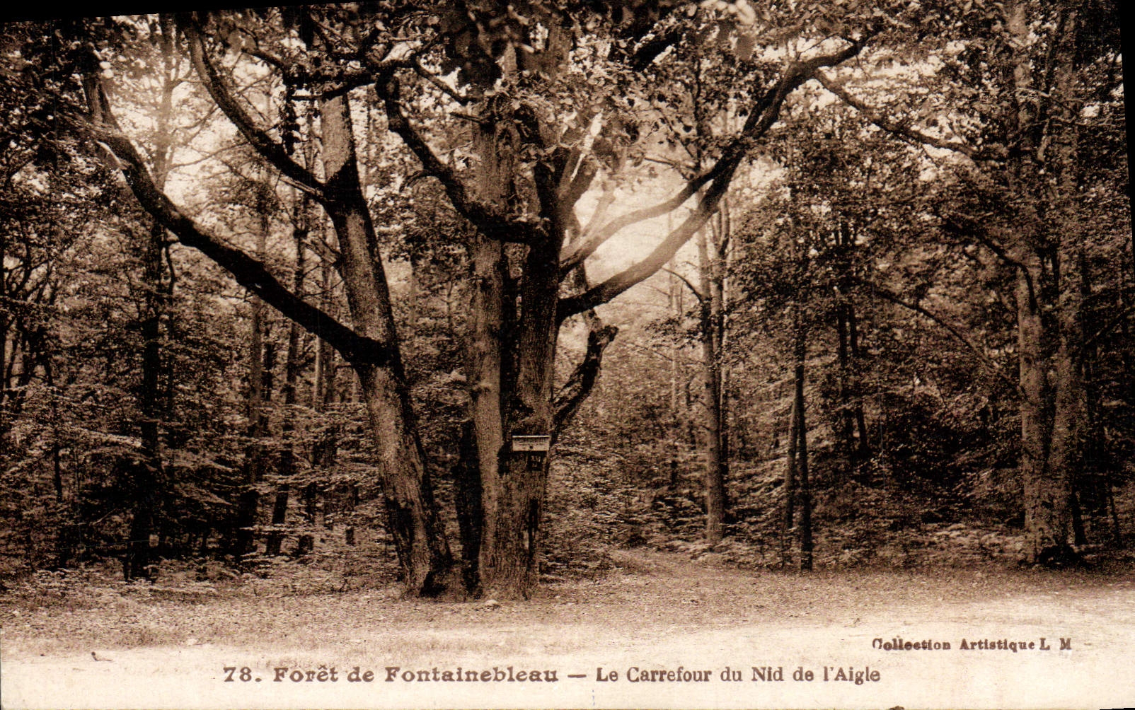 CPA Arbre Foret de Fontainebleau Le carrefour du nid de l'aigle