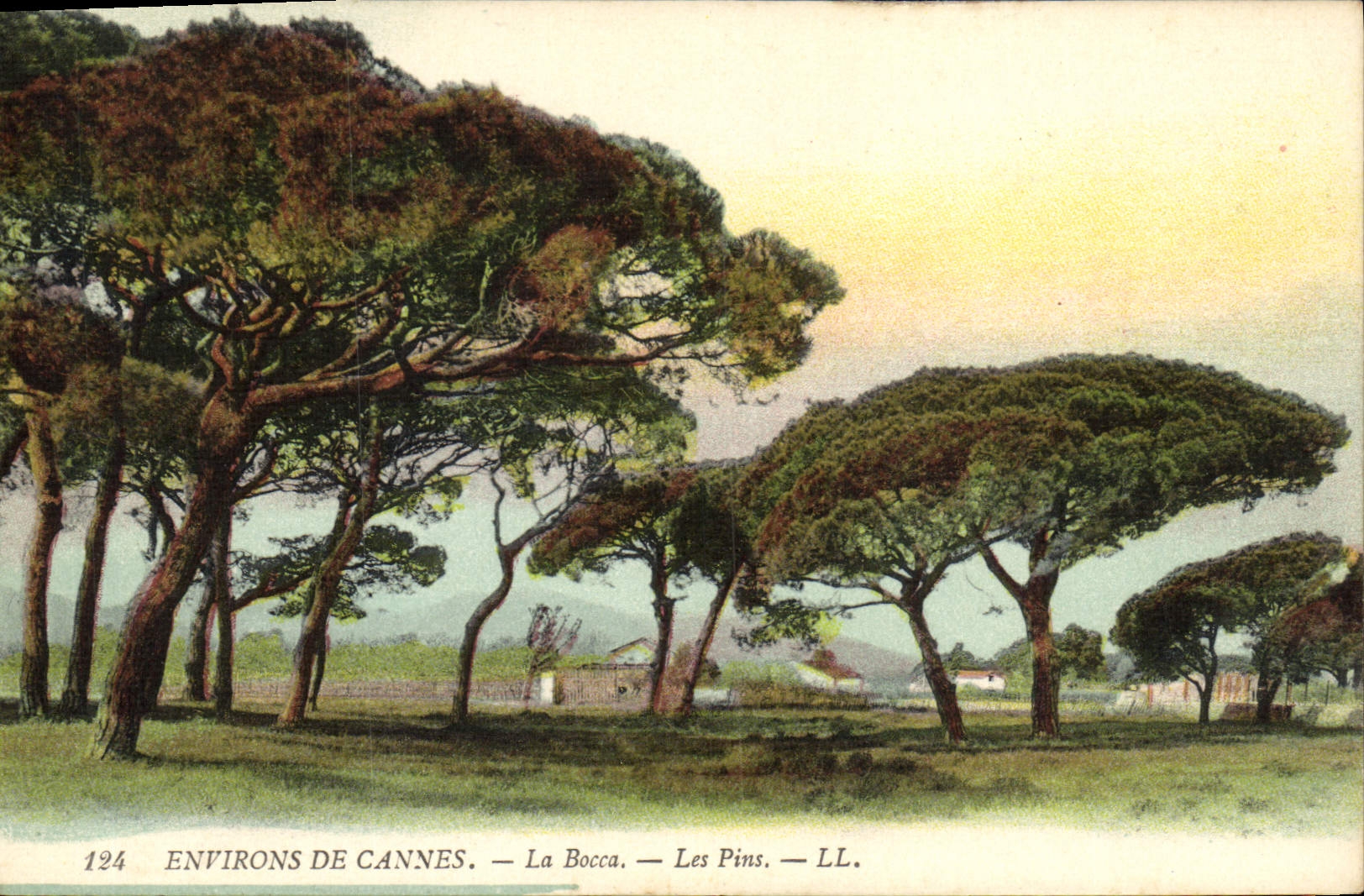 CPA Arbre Environs de Cannes La Bocca Les pins