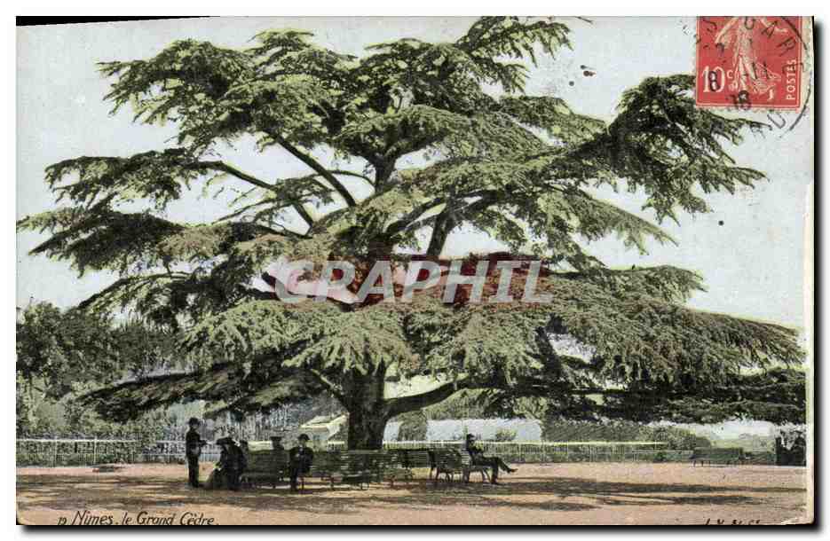 CPA Arbre Nimes Le grand cedre