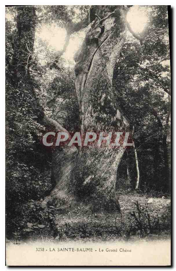 CPA Arbre La Sainte Baume Le grand chene