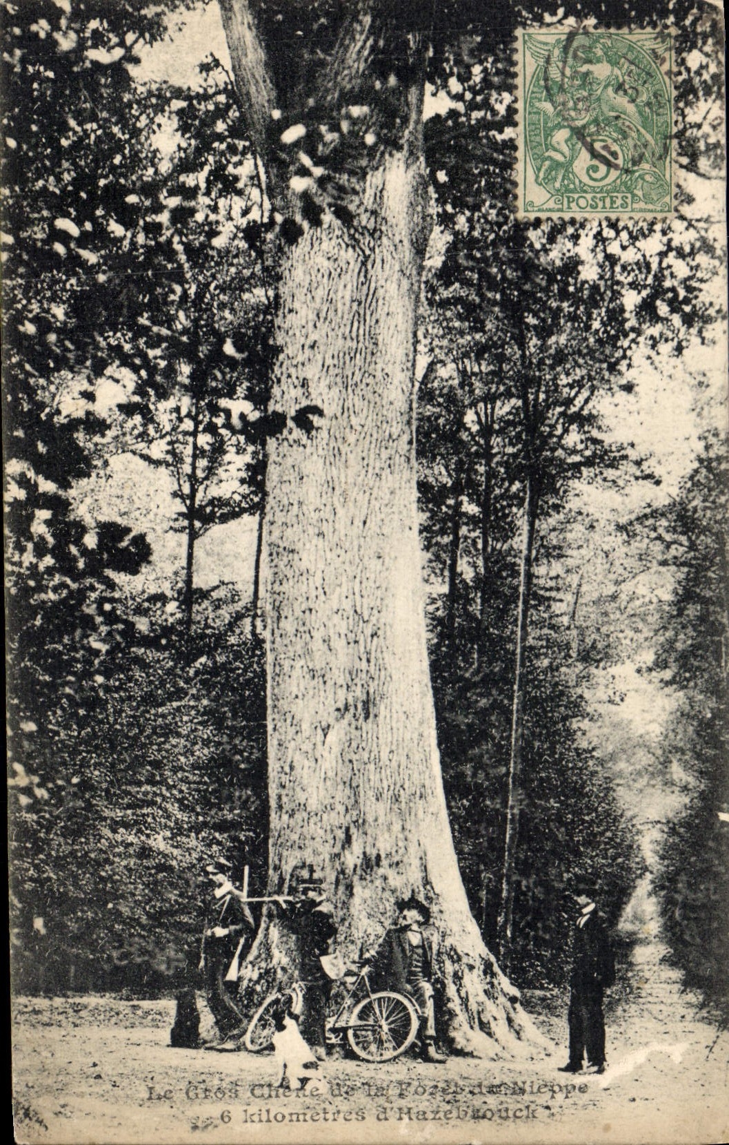 CPA Arbre Le gros chene de la foret de Nieppe