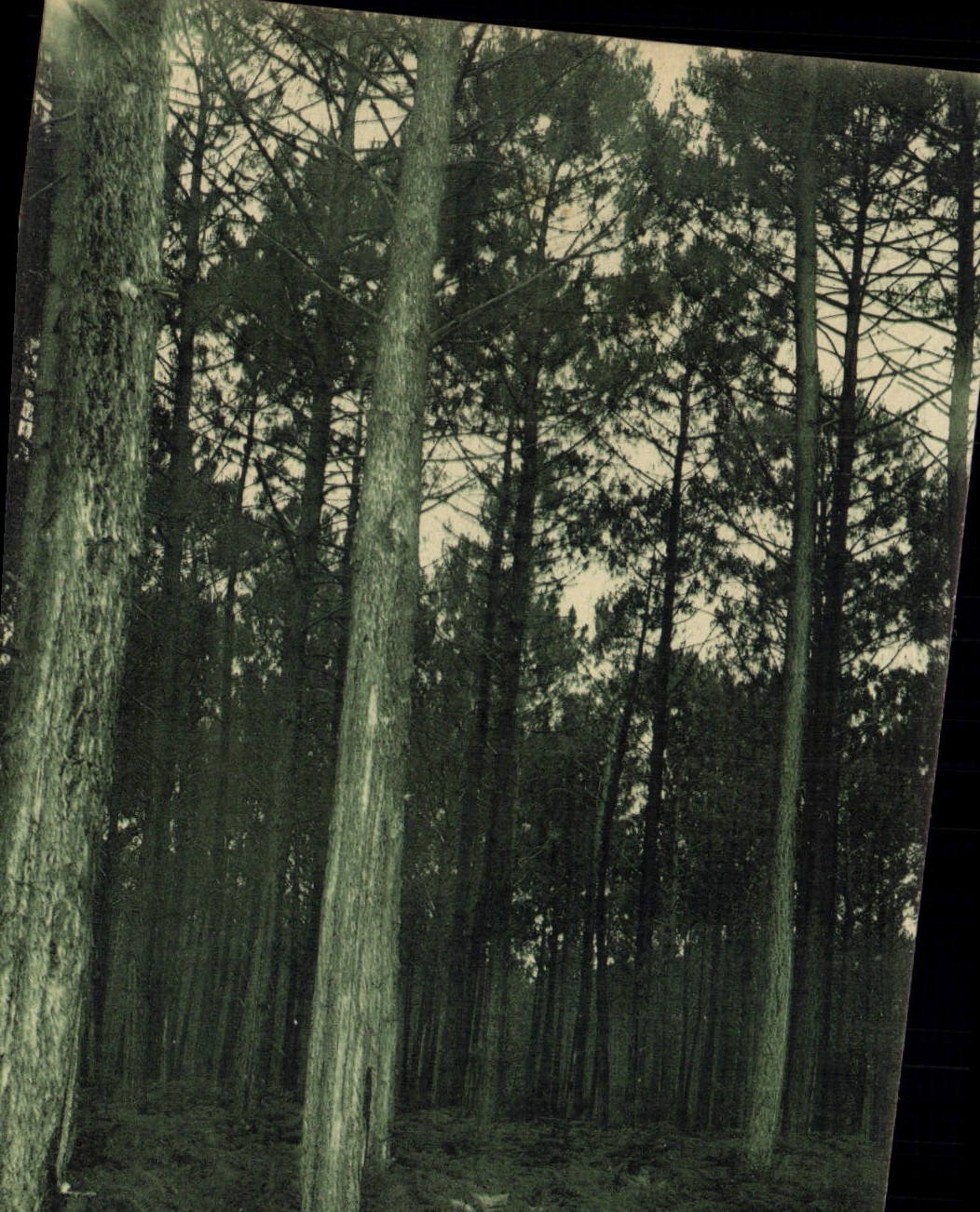 CPA Arbre Foret d'Arcachon