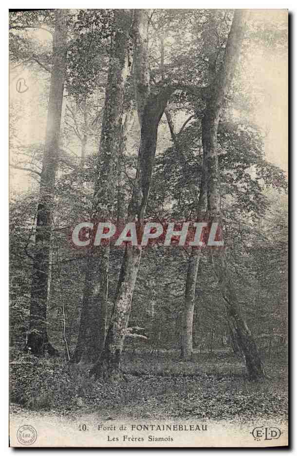CPA Arbre Foret de Fontainebleau Les freres Siamois