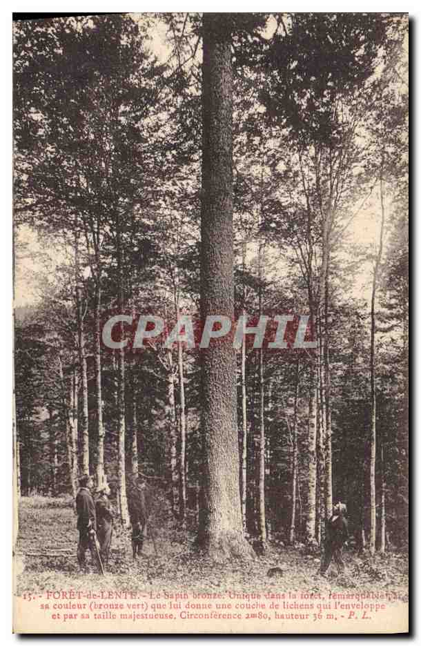 CPA Arbre Foret de Lente Le sapin bronze