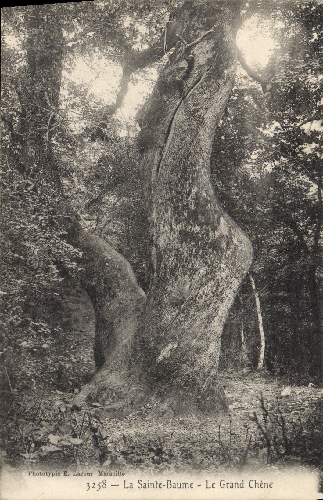 CPA Arbre La Sainte Baume Le grand chene 