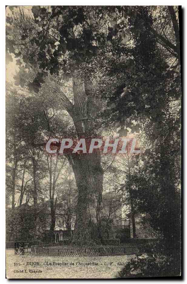 CPA Arbre Dijon Le peuplier de l'arquebuse