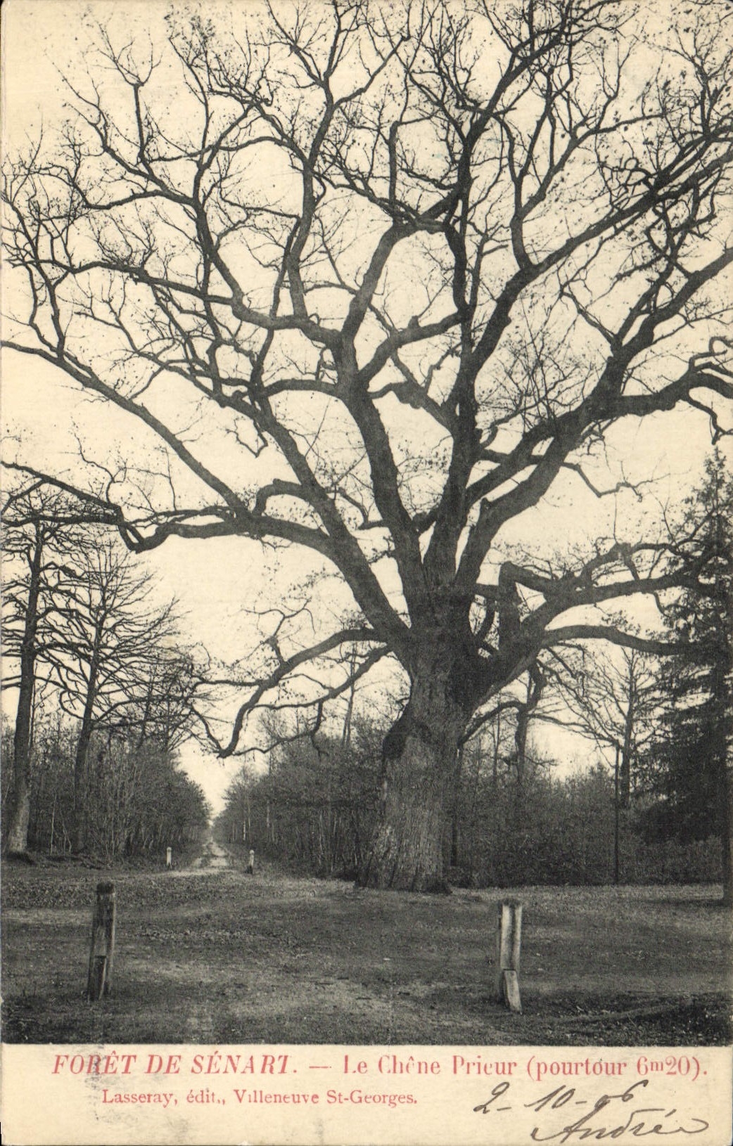 CPA Arbre Foret de Senart Le chene prieur 