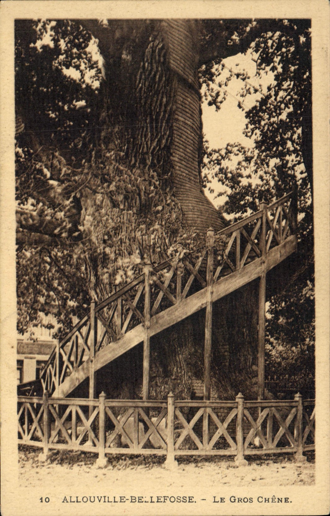 CPA Arbre Abbaye de Bellefosse Le gros chene 