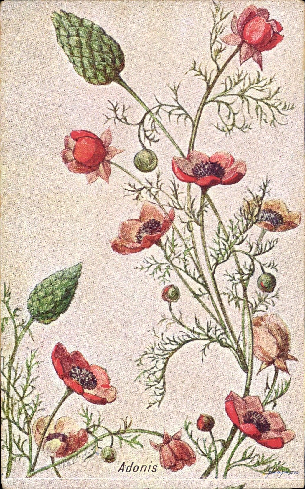 CPA Fantaisie Fleurs Adonis 
