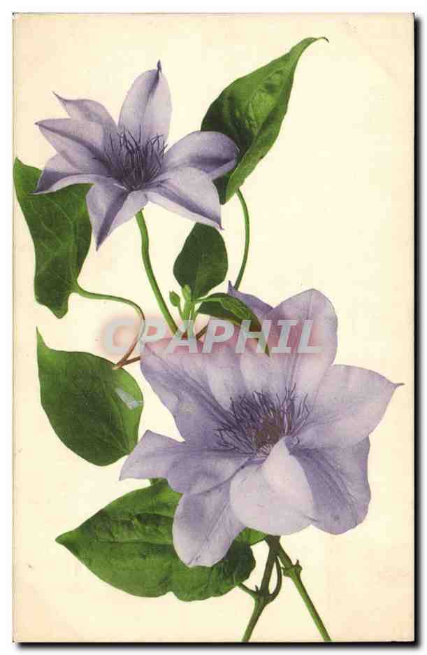 CPA Fantaisie Fleurs 