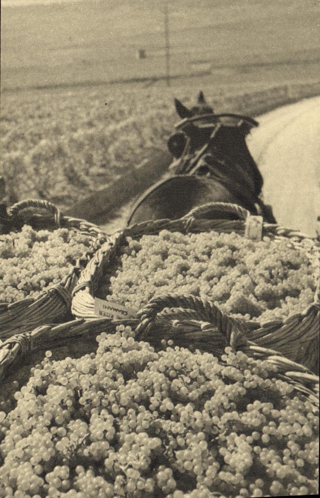 CPA Folklore Vin Vendange Champagne Perrier Jouet Epernay Soleil sur les grappes