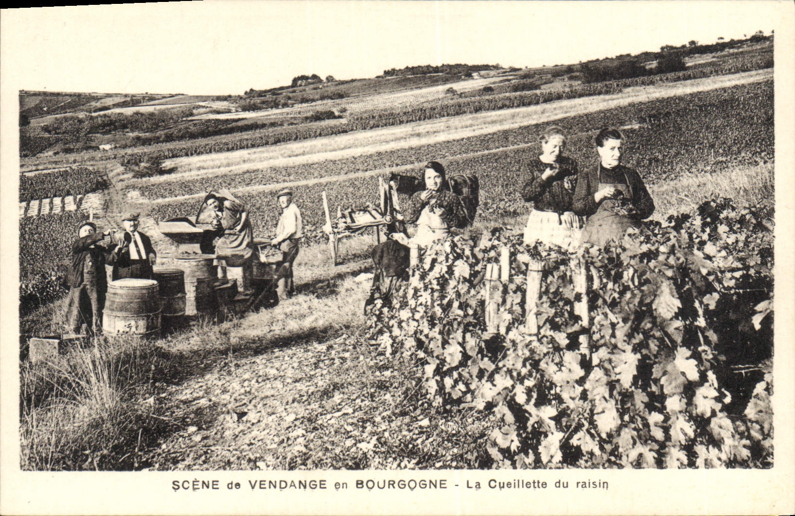 CPA Folklore Vin Vendange Bourgogne La cueillette du raisin 