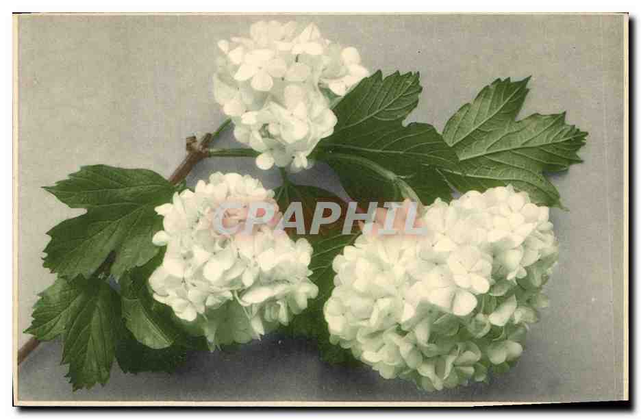 CPA Fantaisie Fleurs 