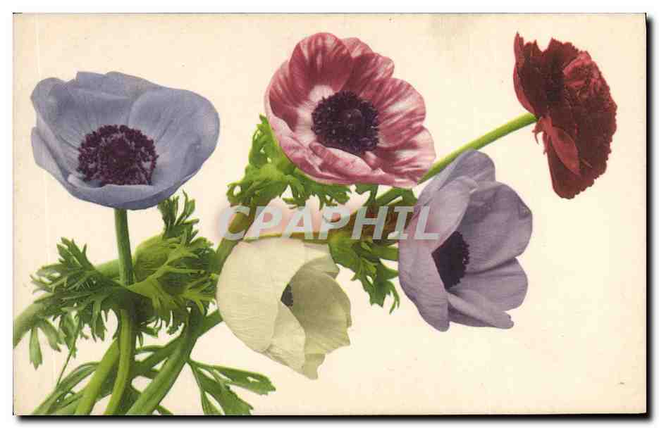 CPA Fantaisie Fleurs 