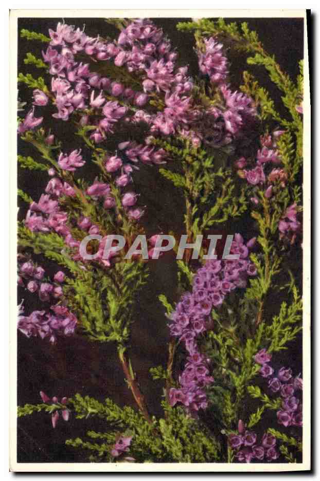 CPA Fantaisie Fleurs Bruyere 