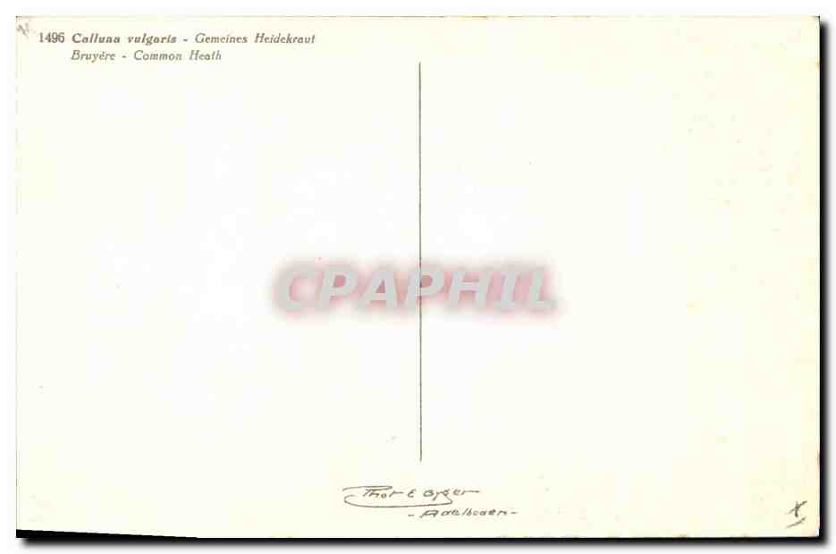 CPA Fantaisie Fleurs Bruyere  — Verso