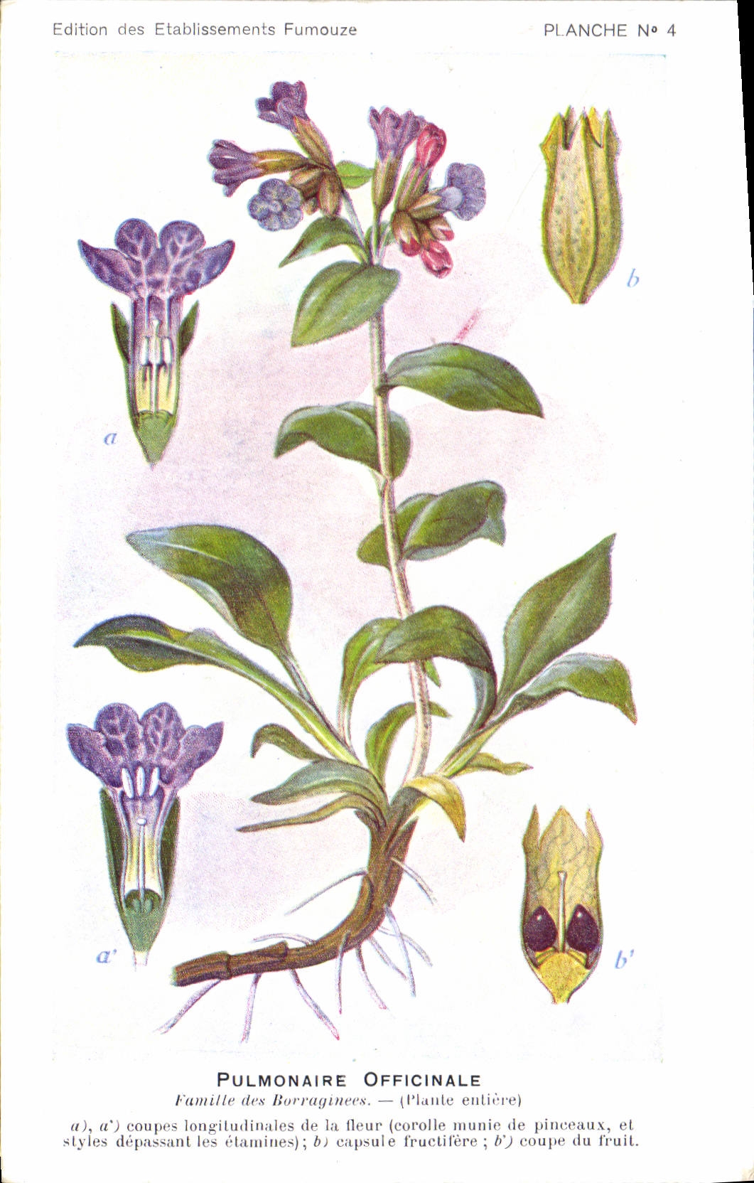 Pulmonaria officinalis — Plancha n. 4 — Edición de los Establecimientos Fumouze