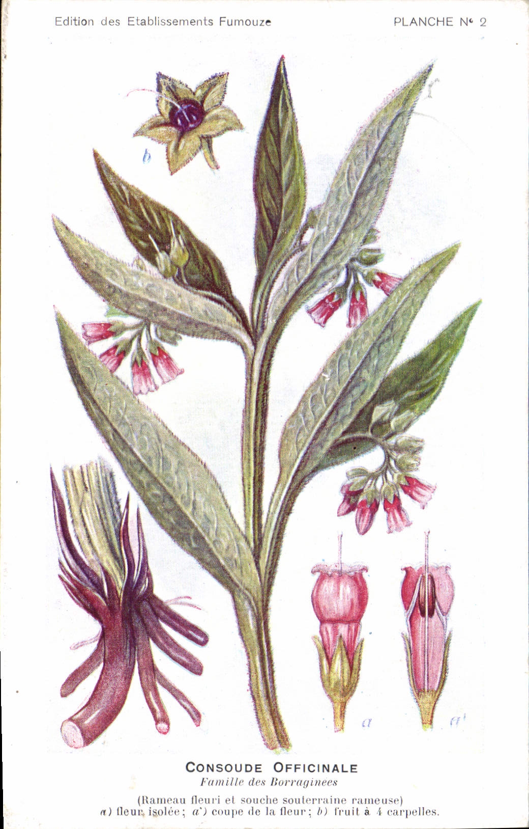 Consoude officinale — Planche N°2 — Édition des Établissements Fumouze