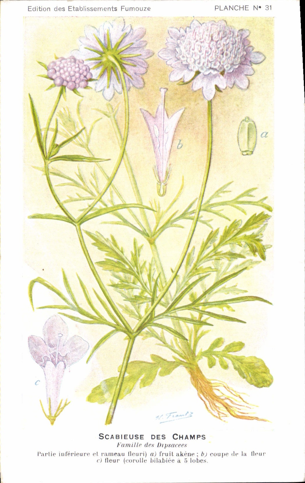 Scabieuse des Champs — PlANCHE N° 31 — Édition des Établissements Fumouze