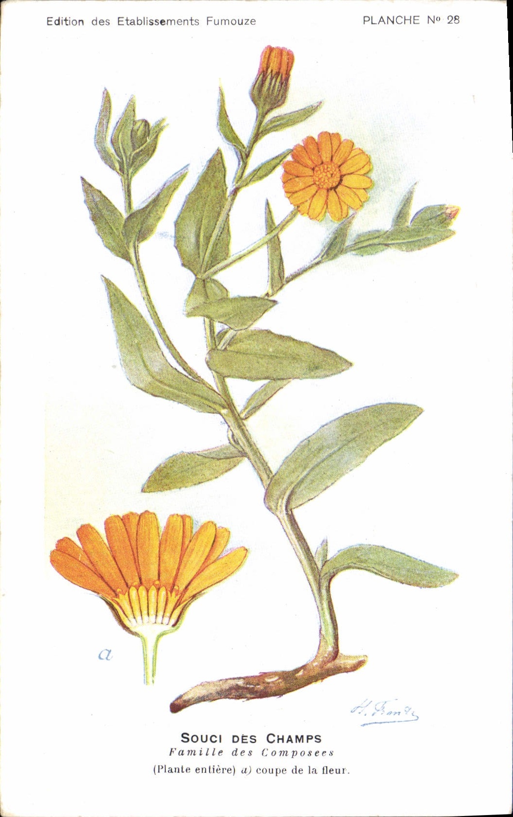 Souci des Champs — Plante entière et coupe de la fleur — Édition des Etablissements Fumouze, Planche N° 28
