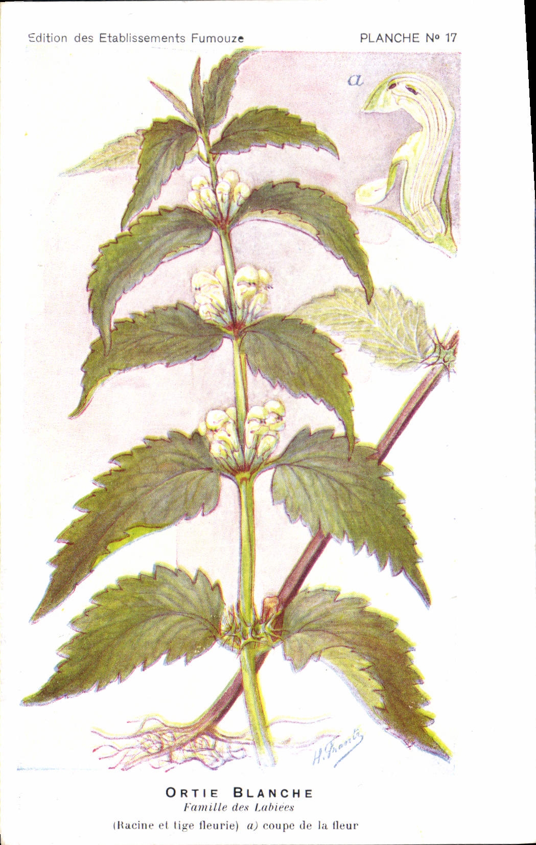Ortiga blanca — Plancha N°17 — Edición de los Etablissements Fumouze