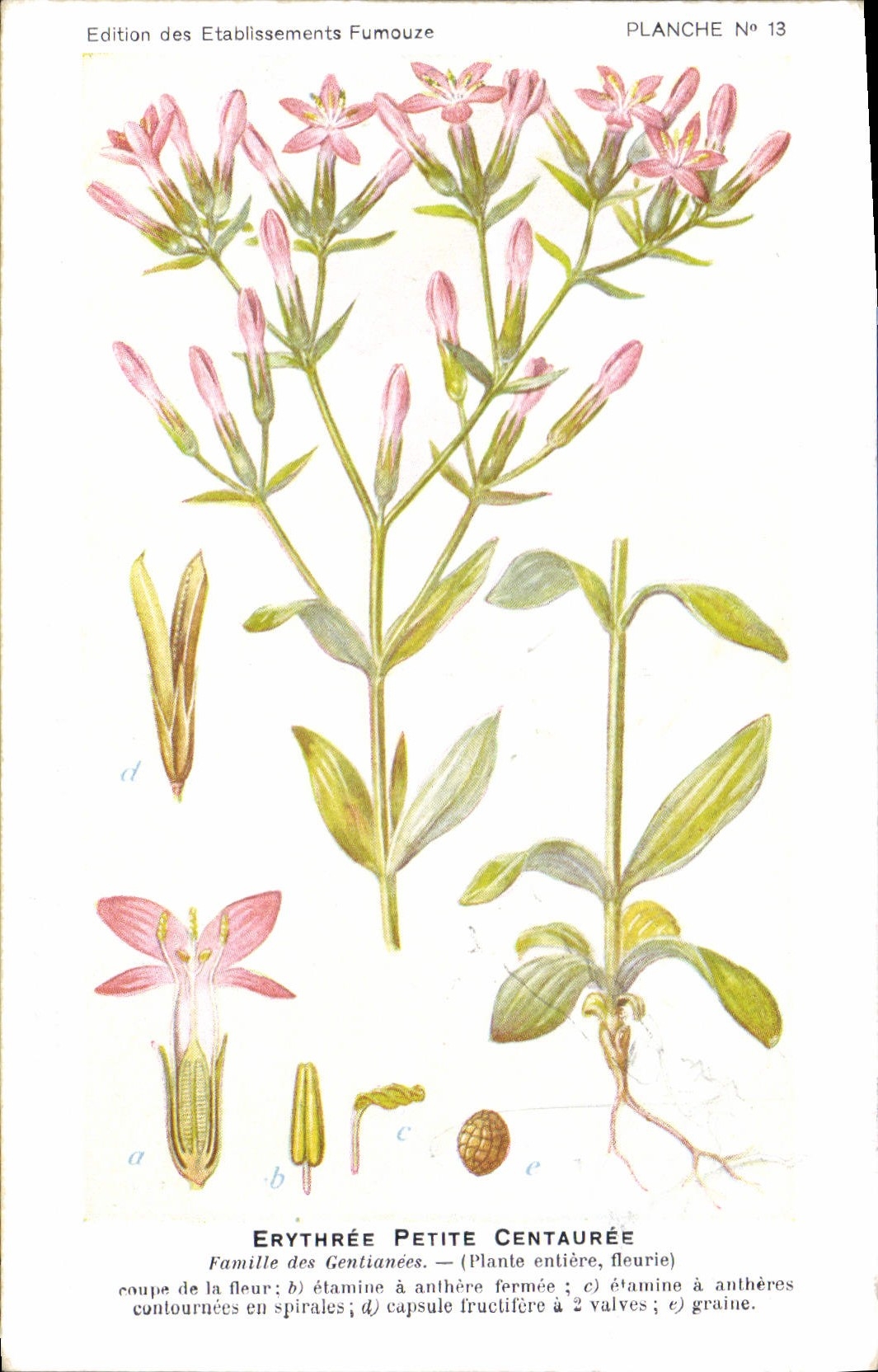 Erythrée Petite Centaurée — PlANCHE N° 13 — Edition des Etablissements Fumouze