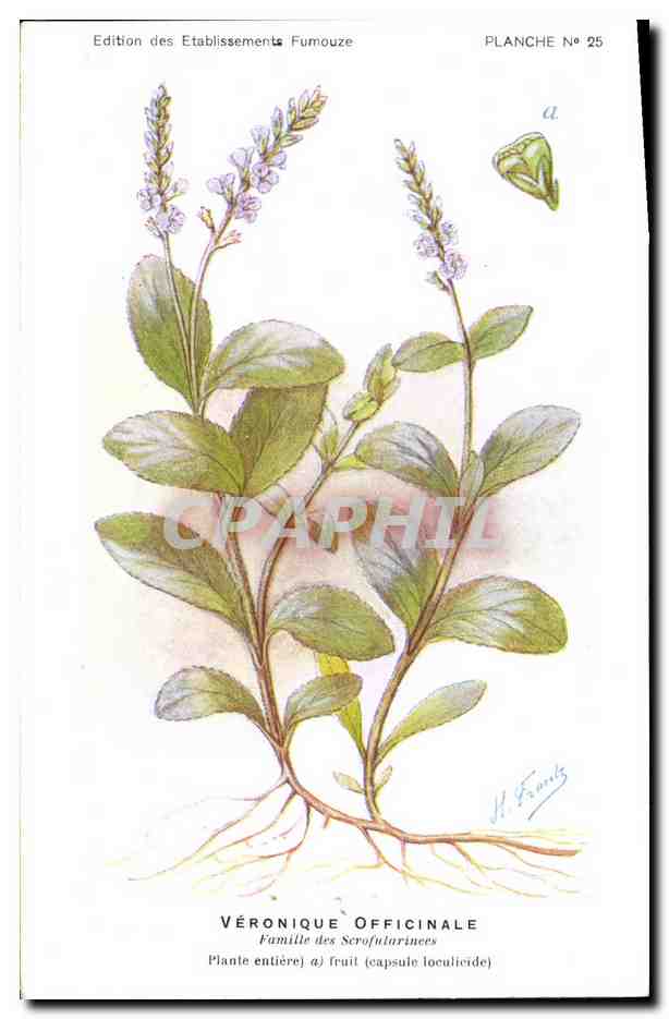 Verónica oficial — Planta entera y fruto — Edición de los Establecimientos Fumouze, Placa N° 25