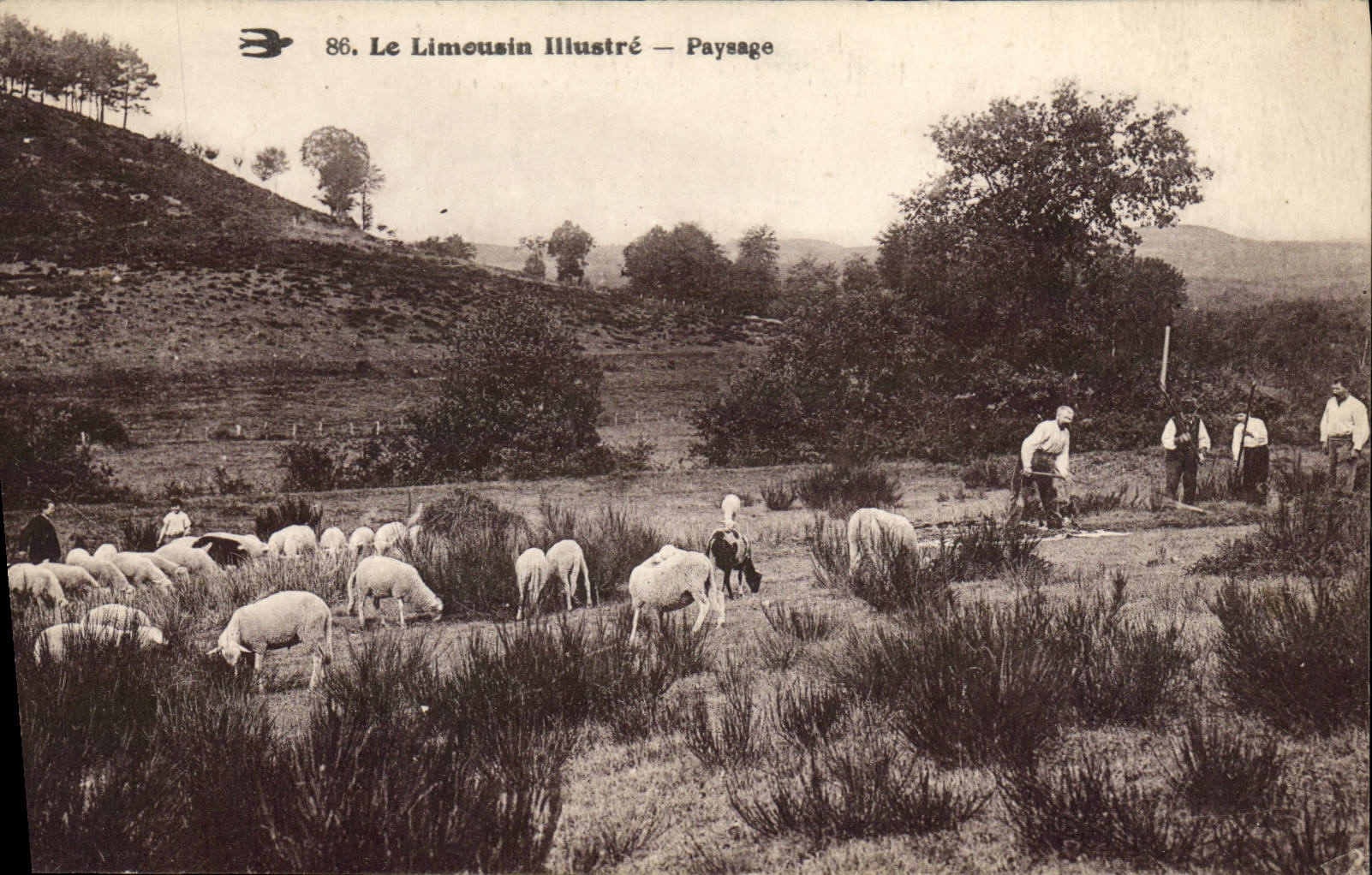 CPA Folklore Limousin Paysage Paysans Moutons