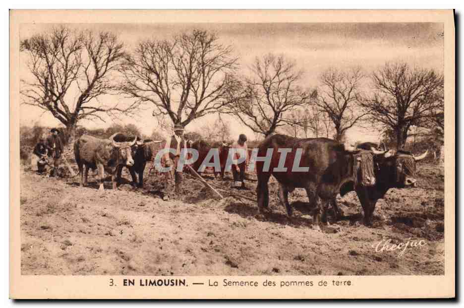 CPA Folklore Limousin La semence des pommes de terre Vaches Boeufs Attelage