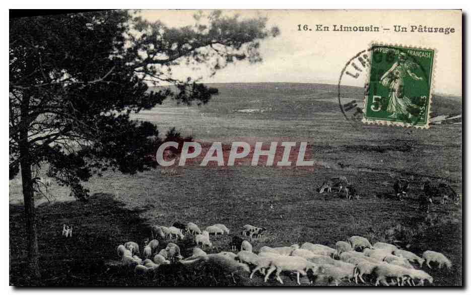 CPA Folklore En Limousin Un paturage Moutons 
