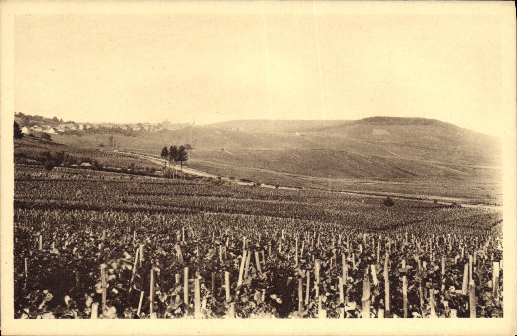 CPA Folklore Vigne Vin Vendanges Champagne Vignoble de Cramant Premier cru de raisins blancs