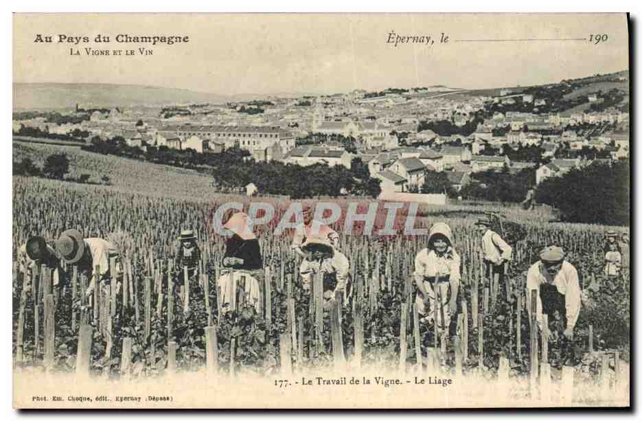 Épernay, le Liage — Travail de la Vigne — Phot. Em. Choque, Épernay (Dép. 51)