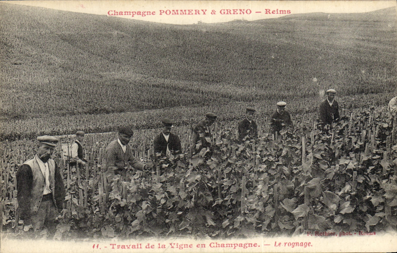 Champagne POMMERY & GRENO – Reims — Travail de la Vigne en Champagne. — Le rognage.