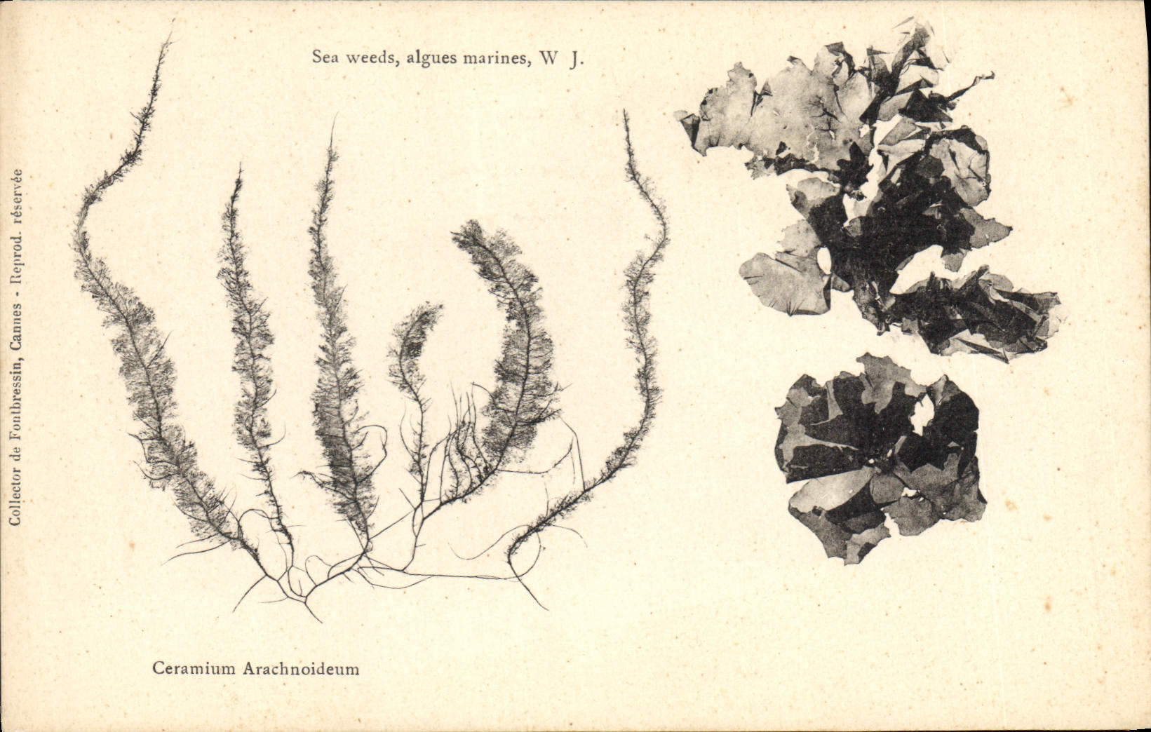 Algas marinas — Ceramium Arachnoideum — Collector de Fonthressin, Cannes