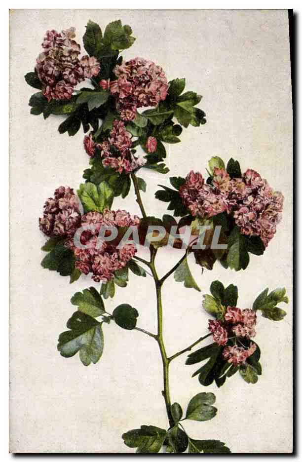 CPA Fantaisie Fleurs 