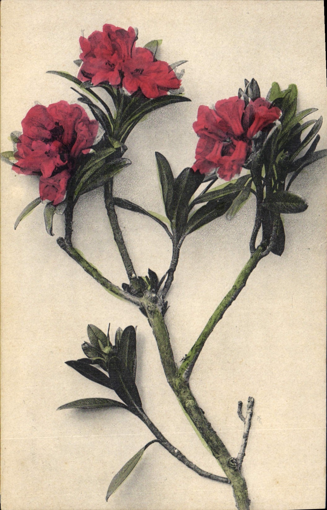 CPA Fantaisie Fleurs 