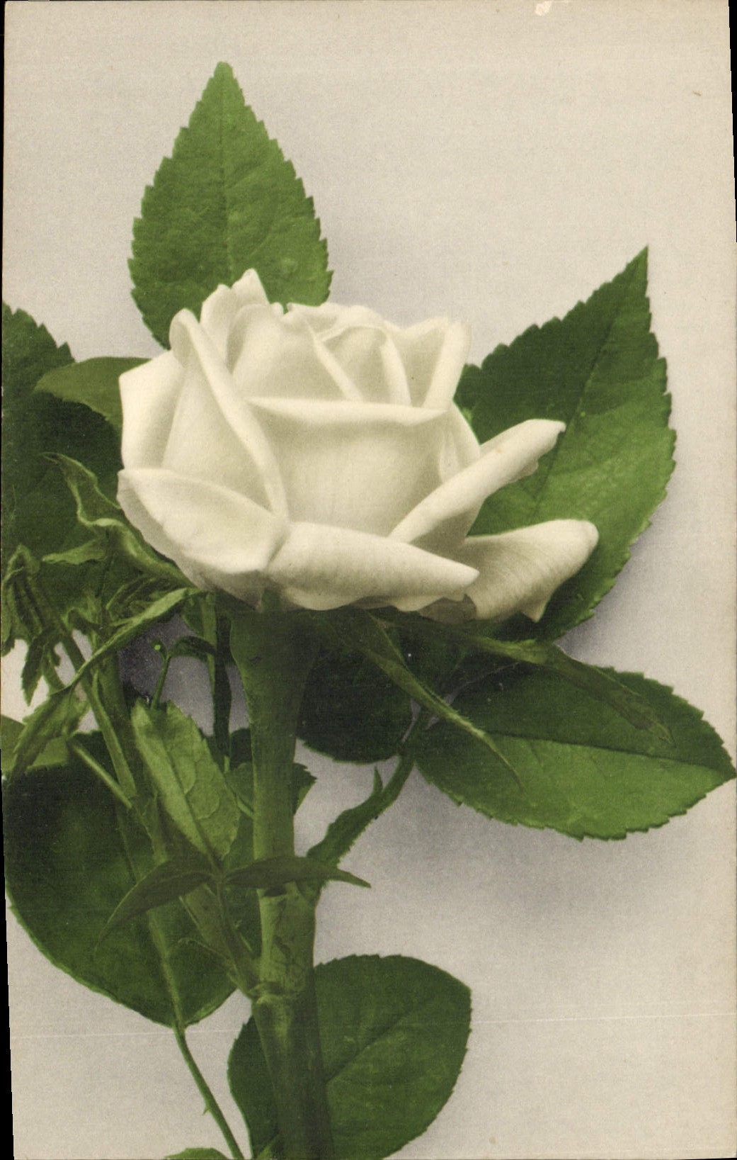 CPA Fantaisie Fleurs 