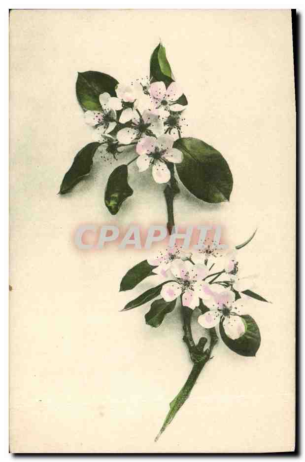 CPA Fantaisie Fleurs 