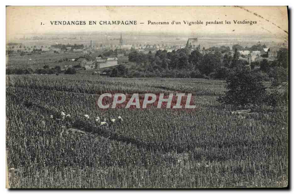 CPA Folklore Vin Vendange Champagne Panorama d'un vignoble pendant les vendanges