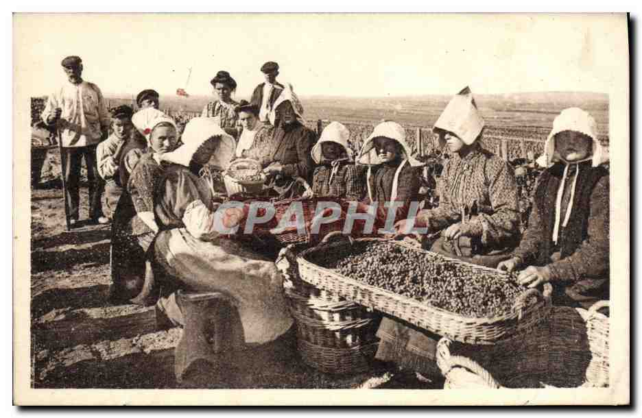 CPA Folklore Vin Vendange Champagne Vendanges et travail du vin en Champagne