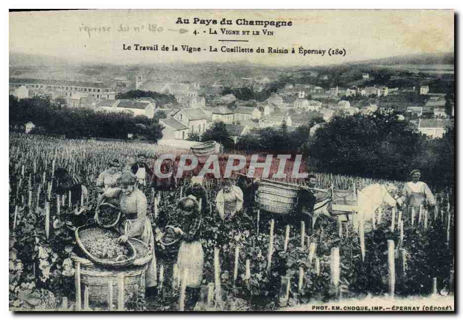 CPA Folklore Vin Vendange Champagne Le travail de la vigne La cueillette du raisin a Epernay 