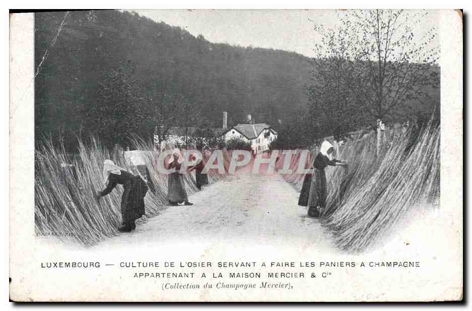CPA Folklore Vin Vendange Champagne Luxembourg Culture de l'osier servant a faire les paniers a champagne appartenant a la maison Mercier & Cie 