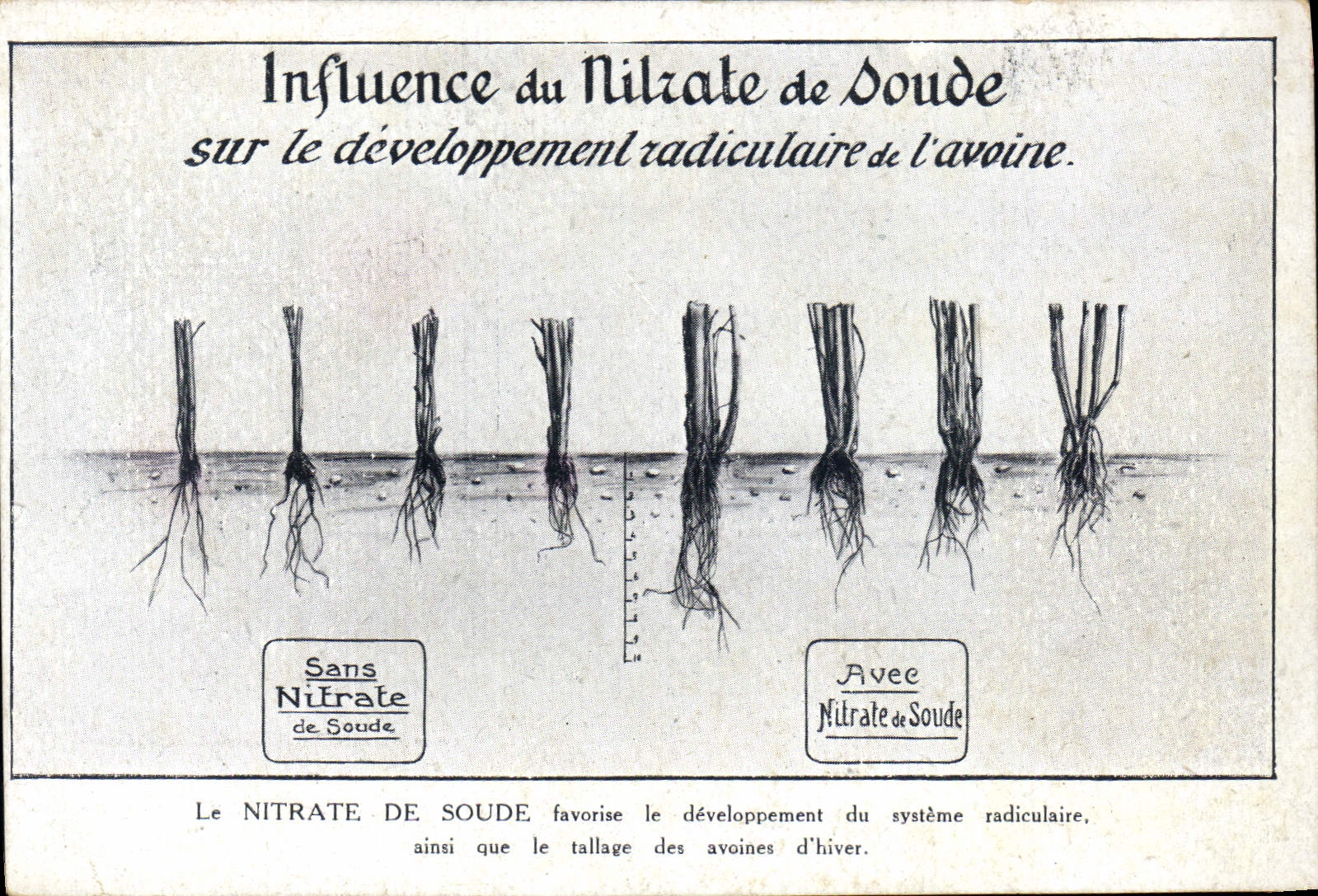 CPA Publicite Influence du Nitrate de Soude Sur le developpement radiculaire de l'avoine