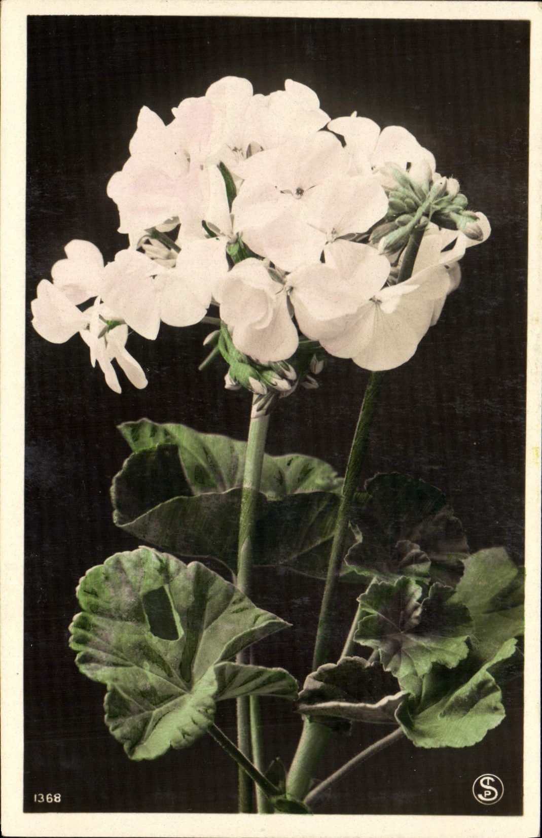 CPA Fantaisie Fleurs 