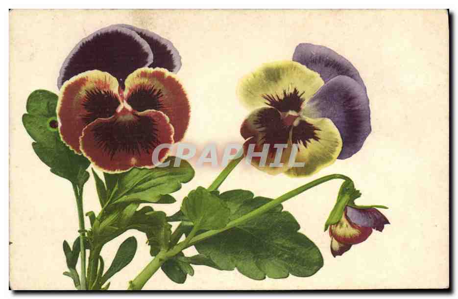 CPA Fantaisie Fleurs 