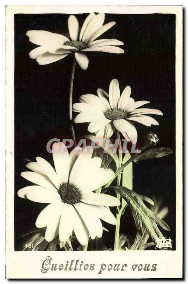 CPA Fantaisie Fleurs 
