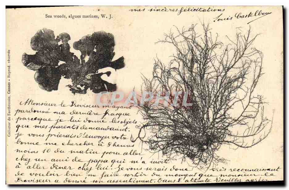 Algues marines — W. J. — Collecteur de Forthiessin, Cannes — Rapport réservés