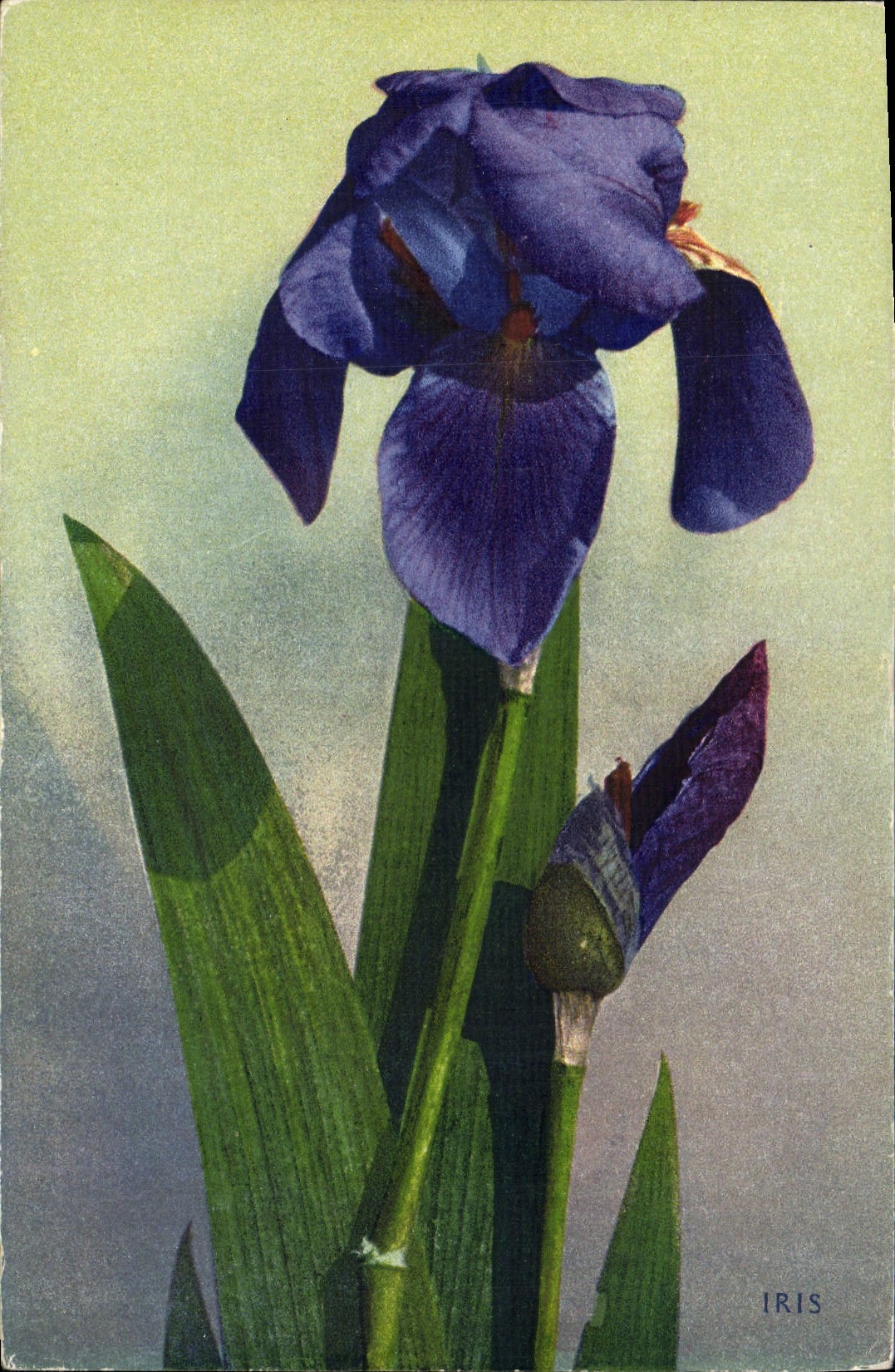CPA Fantaisie Fleurs 